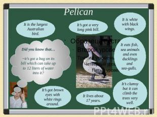 PelicanIt’s got a very long pink bill.Did you know that…~it’s got a bag on its b