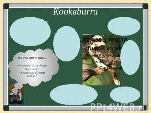 KookaburraDid you know that…~a kookaburra can laugh like a man?~ it can copy dif