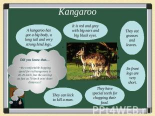 KangarooA kangaroo has got a big body, a long tail and very strong hind legs.It
