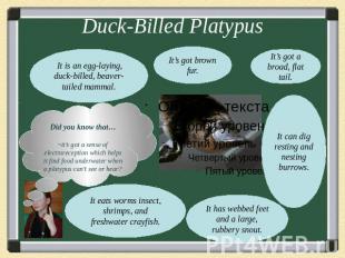 Duck-Billed PlatypusDid you know that…~it’s got a sense of electroreception whic
