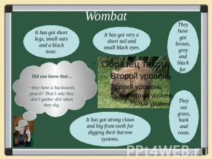 WombatDid you know that…~they have a backwards pouch? That’s why they don’t gath
