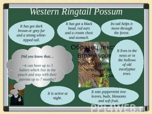 Western Ringtail PossumDid you know that…~it can have up to 3 babies which live