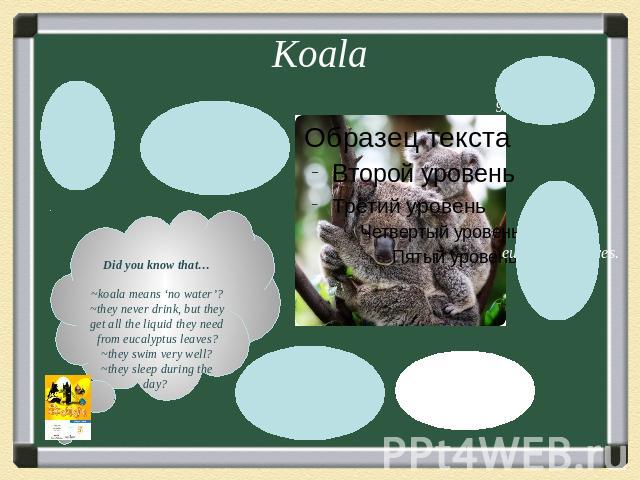 KoalaDid you know that…~koala means ‘no water’?~they never drink, but they get all the liquid they need from eucalyptus leaves?~they swim very well?~they sleep during the day?