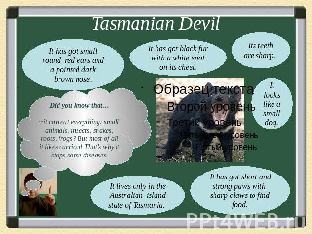 Tasmanian DevilIt has got small round red ears and a pointed dark brown nose.It has got black fur with a white spot on its chest.Did you know that…~it can eat everything: small animals, insects, snakes, roots, frogs? But most of all it likes carrion…