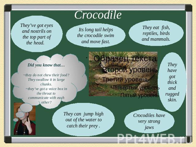 CrocodileCrocodileThey’ve got eyes and nostrils on the top part of the head. Did you know that…~they do not chew their food? They swallow it in large chunks.~they’ve got a voice box in the throat tocommunicate with each other?They can jump high out …