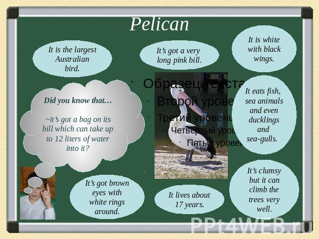 PelicanIt’s got a very long pink bill.Did you know that…~it’s got a bag on its bill which can take up to 12 liters of water into it?It’s got brown eyes with white rings around.It eats fish, sea animals and even ducklings and sea-gulls.