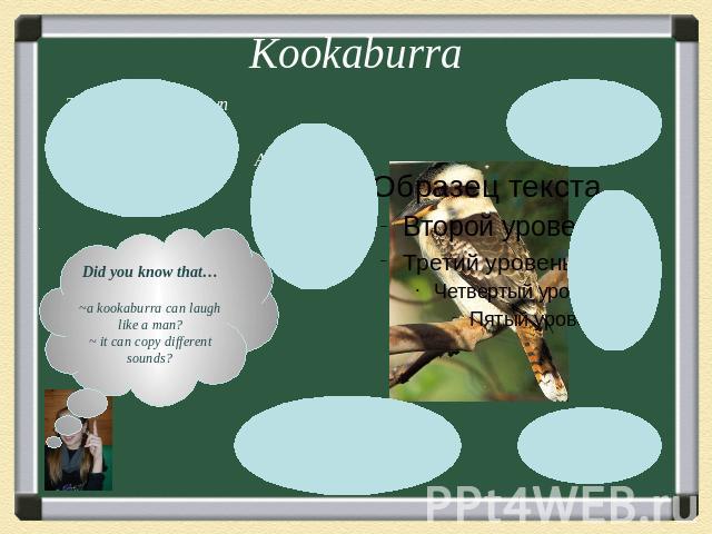 KookaburraDid you know that…~a kookaburra can laugh like a man?~ it can copy different sounds?