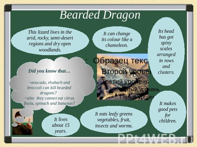 Bearded DragonThis lizard lives in the arid, rocky, semi-desert regions and dry open woodlands.Did you know that…~avocado, rhubarb and broccoli can kill bearded dragons? ~also they cannot eat citrus fruits, spinach and bananas?