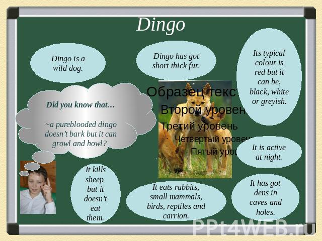 DingoDid you know that…~a pureblooded dingo doesn’t bark but it can growl and howl?