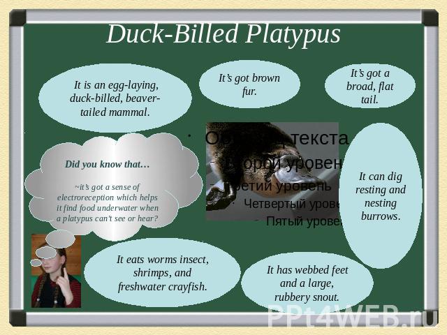 Duck-Billed PlatypusDid you know that…~it’s got a sense of electroreception which helps it find food underwater when a platypus can’t see or hear?