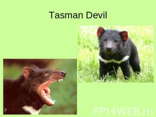 Tasman Devil