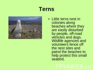 TernsLittle terns nest in colonies along beaches where they are easily disturbed