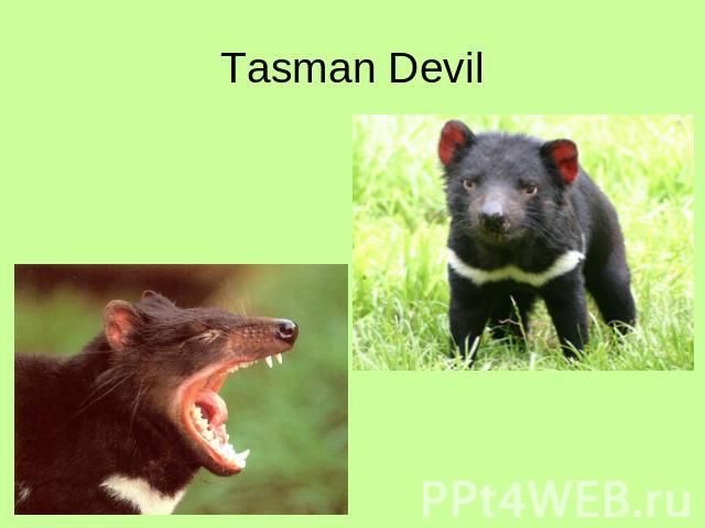 Tasman Devil