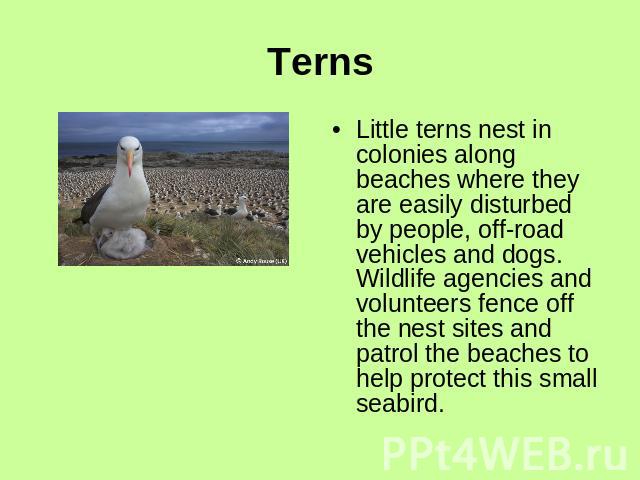 TernsLittle terns nest in colonies along beaches where they are easily disturbed by people, off-road vehicles and dogs. Wildlife agencies and volunteers fence off the nest sites and patrol the beaches to help protect this small seabird.