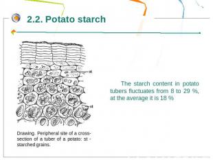 The starch content in potato tubers fluctuates from 8 to 29 %, at the average it