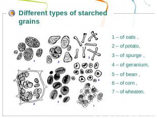 Different types of starched grains 1 – of oats , 2 – of potato,3 – of spurge ,4