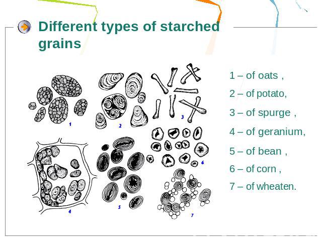 Different types of starched grains 1 – of oats , 2 – of potato,3 – of spurge ,4 – of geranium,5 – of bean ,6 – of corn ,7 – of wheaten.