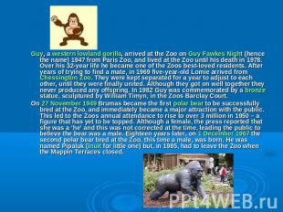 Guy, a western lowland gorilla, arrived at the Zoo on Guy Fawkes Night (hence th