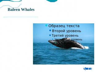 The baleen whales include the family of right whales, Balaenidae, so named becau