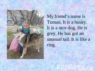 My friend’s name is Tuman. It is a husky. It is a nice dоg. He is grey. He has g