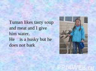 Tuman likes tasty soup and meat and I give him water. He is a husky but he does