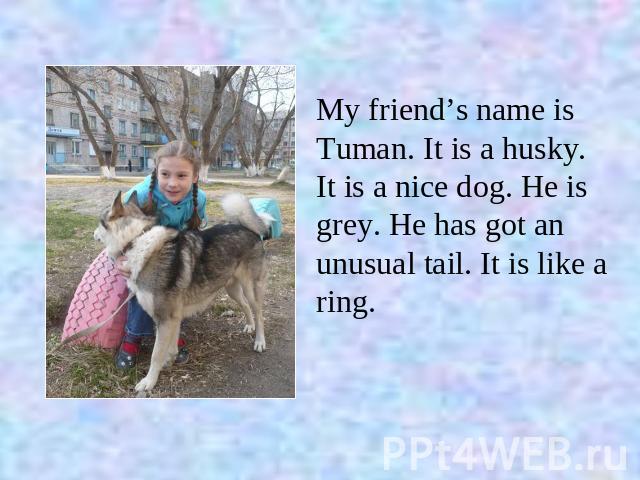 My friend’s name is Tuman. It is a husky. It is a nice dоg. He is grey. He has got an unusual tail. It is like a ring.