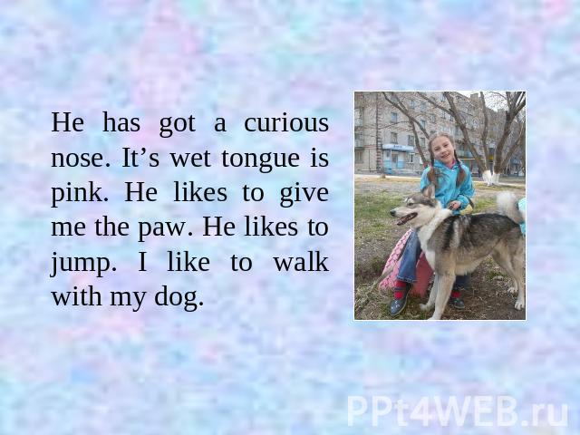 He has got a curious nose. It’s wet tongue is pink. He likes to give me the paw. He likes to jump. I like to walk with my dog.