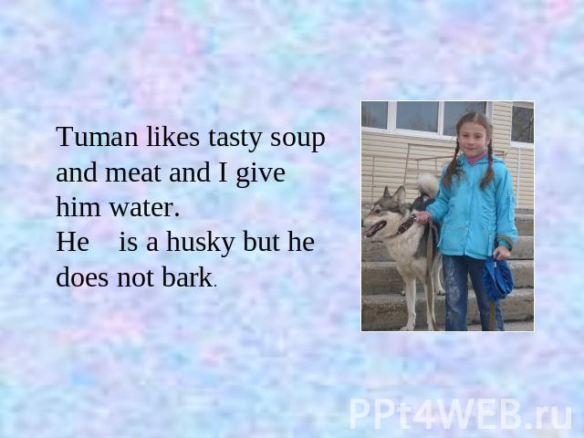 Tuman likes tasty soup and meat and I give him water. He is a husky but he does not bark.
