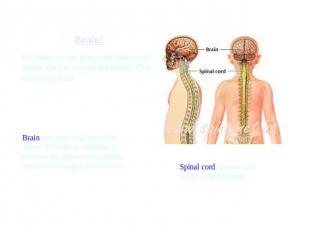 Who controls the work of your body?It’s better to say brain and spinal cord. Spi