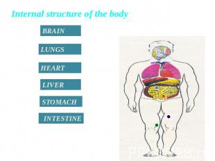 Internal structure of the body