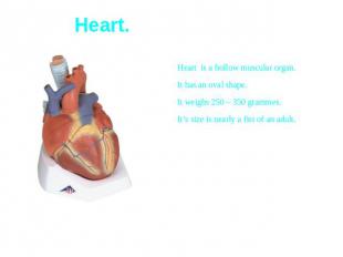 Heart is a hollow muscular organ.It has an oval shape.It weighs 250 – 350 gramme