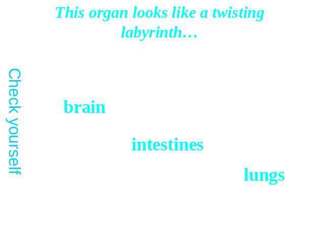 This organ looks like a twisting labyrinth…