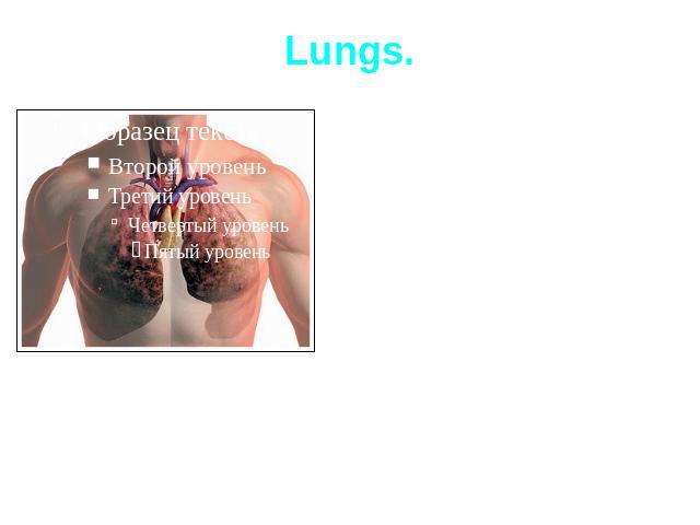 Lungs.Lungs are in the chest. We use them for breathing. Right lung consists of 3 parts and left lung consists of 2 parts. Left lung is smaller than right lung because of heart (it covers a part of chest).