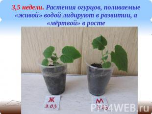 3,5 недели. Растения огурцов, поливаемые «живой» водой лидируют в развитии, а «м