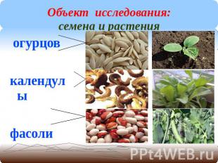 Объект исследования:семена и растения огурцов календулы фасоли