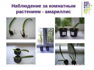 Наблюдение за комнатным растением - амариллис