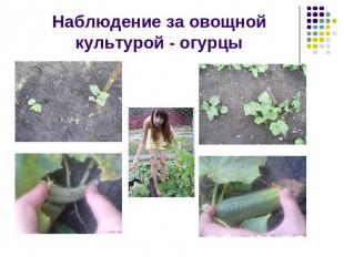 Наблюдение за овощной культурой - огурцы