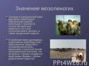 Значение мозоленогихСегодня в Центральной Азии двугорбых верблюдов (бактрианов)