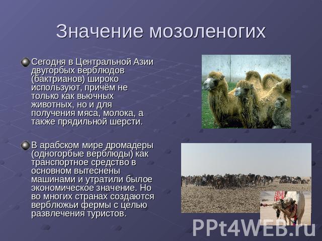 Значение мозоленогихСегодня в Центральной Азии двугорбых верблюдов (бактрианов) широко используют, причём не только как вьючных животных, но и для получения мяса, молока, а также прядильной шерсти. В арабском мире дромадеры (одногорбые верблюды) как…