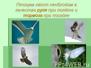Птицам хвост необходим в качестве руля при полёте и тормоза при посадке