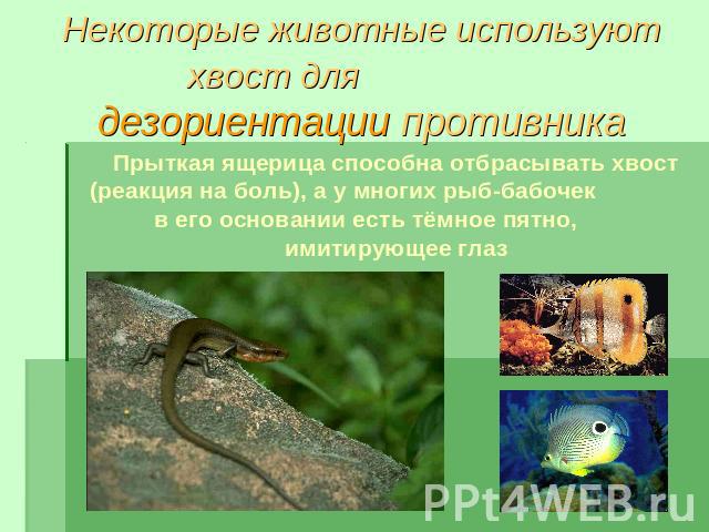 Некоторые животные используют хвост для дезориентации противникаПрыткая ящерица способна отбрасывать хвост (реакция на боль), а у многих рыб-бабочек в его основании есть тёмное пятно, имитирующее глаз