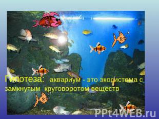 Гипотеза: аквариум - это экосистема с замкнутым круговоротом веществ