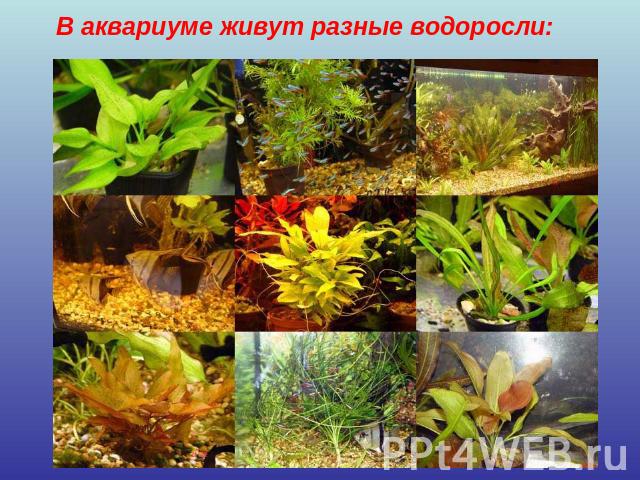 В аквариуме живут разные водоросли: