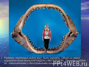 Размеры некоторых видов акул были огромны. Одной из самых страшных была акула КА