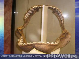 Этот экземпляр челюсти акулы хранится в музее Дарвина.