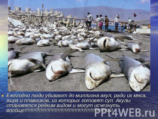 Ежегодно люди убивают до миллиона акул, ради их мяса, жира и плавников, из которых готовят суп. Акулы становятся редким видом и могут исчезнуть вообще!!!!!!!!!!!!!!!!!!!!!!!!!!!!!!!!!!!!!!!!!!!!!!!!!!!!!!!!!!!!!!