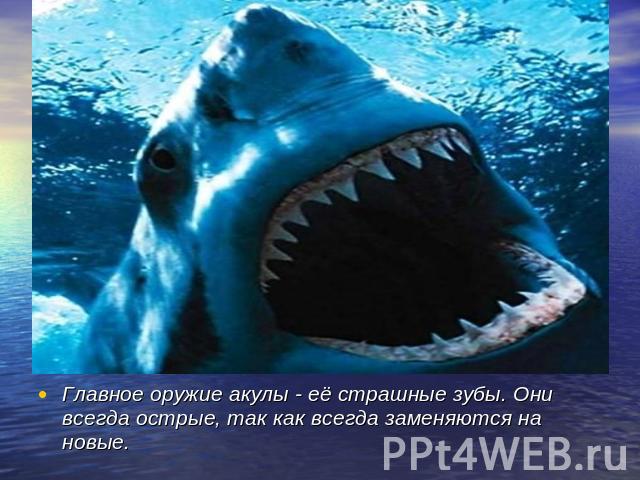 Главное оружие акулы - её страшные зубы. Они всегда острые, так как всегда заменяются на новые.