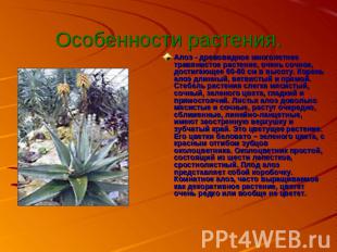 Алоэ - древовидное многолетнее травянистое растение, очень сочное, достигающее 6