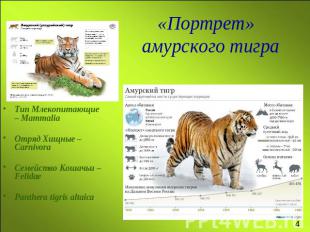 «Портрет» амурского тиграТип Млекопитающие – MammaliaОтряд Хищные – CarnivoraСем