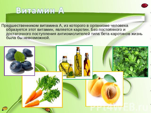 Предшественником витамина А, из которого в организме человека образуется этот витамин, является каротин. Без постоянного и достаточного поступления антиокислителей типа бета-каротинов жизнь была бы невозможной.